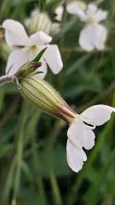 Attēlu rezultāti vaicājumam “Silene latifolia subsp. alba flower”