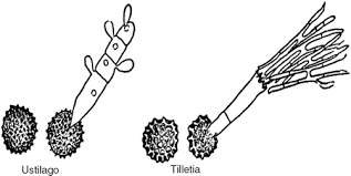 Attēlu rezultāti vaicājumam “Urocystis anemones spores”