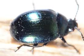 Attēlu rezultāti vaicājumam “Phaedon cochleariae”