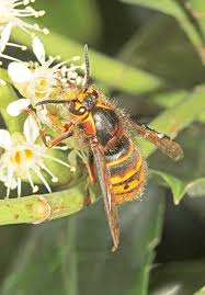 Attēlu rezultāti vaicājumam “Dolichovespula media”