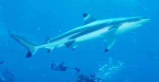 Image result for Carcharhinus melanopterus