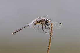 Attēlu rezultāti vaicājumam “Leucorrhinia albifrons female”