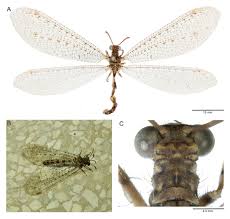 Attēlu rezultāti vaicājumam “Myrmeleontidae”