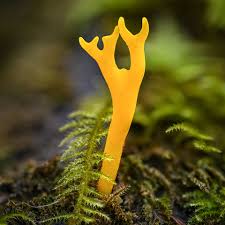 Attēlu rezultāti vaicājumam “Calocera viscosa”