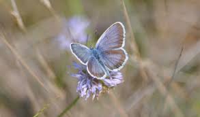 Attēlu rezultāti vaicājumam “Plebejus argus”