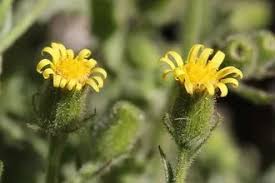 Attēlu rezultāti vaicājumam “Senecio viscosus fruit”