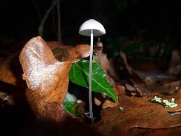 Attēlu rezultāti vaicājumam “Mycena filopes”