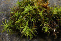 Attēlu rezultāti vaicājumam “Bryoerythrophyllum recurvirostrum sporophyte”