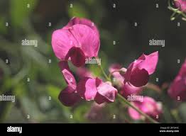 Attēlu rezultāti vaicājumam “Lathyrus tuberosus flower”