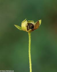 Attēlu rezultāti vaicājumam “Potentilla reptans flower”