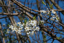 Attēlu rezultāti vaicājumam “Prunus spinosa”