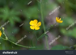 Attēlu rezultāti vaicājumam “Ranunculus lanuginosus”