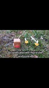 Attēlu rezultāti vaicājumam “Hygrocybe acutoconica”