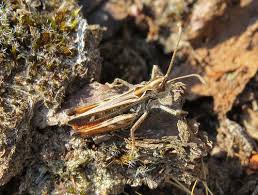 Attēlu rezultāti vaicājumam “Myrmeleotettix maculatus”