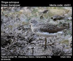 Attēlu rezultāti vaicājumam “Tringa ochropus”