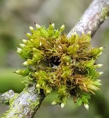 Attēlu rezultāti vaicājumam “Orthotrichum patens”