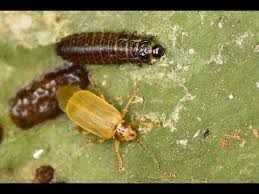 Attēlu rezultāti vaicājumam “Galerucella nymphaeae pupa”