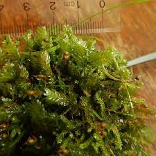 Attēlu rezultāti vaicājumam “Fissidens adianthoides”