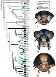 Attēlu rezultāti vaicājumam “Alticinae”