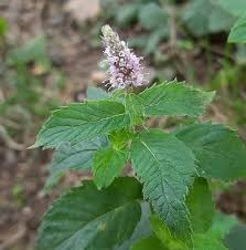 Attēlu rezultāti vaicājumam “Mentha longifolia flower”