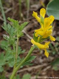 Attēlu rezultāti vaicājumam “Claustria didermoides stalked”