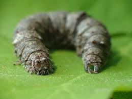 Attēlu rezultāti vaicājumam “Catocala nupta”