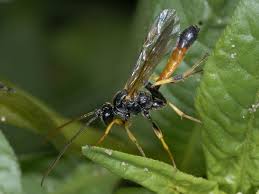 Attēlu rezultāti vaicājumam “Ichneumonidae”