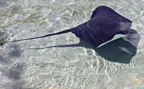 Image result for Dasyatis chrysonota