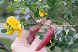 Image result for Colutea x media (arborescens x orientalis)