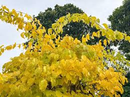 Attēlu rezultāti vaicājumam “Celastrus flagellaris”