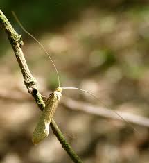 Attēlu rezultāti vaicājumam “Nematopogon sp.”