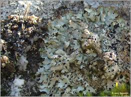 Attēlu rezultāti vaicājumam “Parmelia serrana”