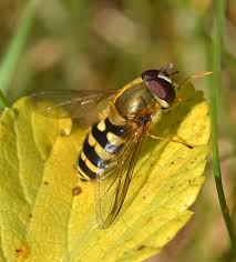 Attēlu rezultāti vaicājumam “Syrphus sp. imago”