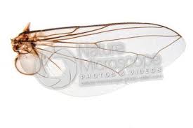 Attēlu rezultāti vaicājumam “Muscidae”