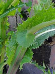Attēlu rezultāti vaicājumam “Sonchus asper leaf”