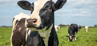 Image result for ganado bovino