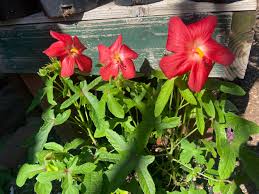 Image result for Abelmoschus moschatus