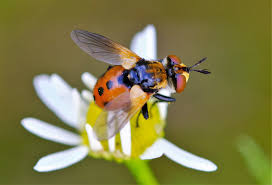 Attēlu rezultāti vaicājumam “Gymnosoma sp.”
