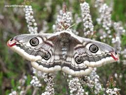 Attēlu rezultāti vaicājumam “Saturnia pavonia eggs”