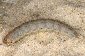 Attēlu rezultāti vaicājumam “Agrotis vestigialis”