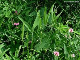 Attēlu rezultāti vaicājumam “Lathyrus latifolius leaf”