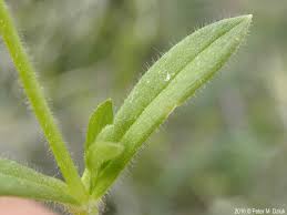 Attēlu rezultāti vaicājumam “Craterium minutum stalked”