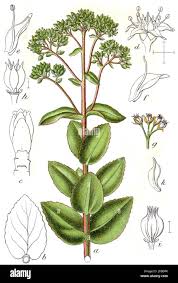 Attēlu rezultāti vaicājumam “Hylotelephium telephium leaf”