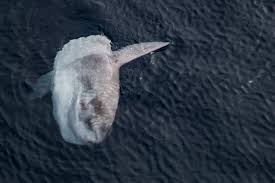 Image result for Mola mola