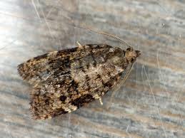 Attēlu rezultāti vaicājumam “Dichelia histrionana”