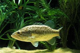 Image result for Micropterus