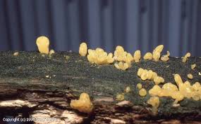 Attēlu rezultāti vaicājumam “Calocera glossoides”