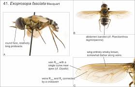 Attēlu rezultāti vaicājumam “Exoprosopa capucina”