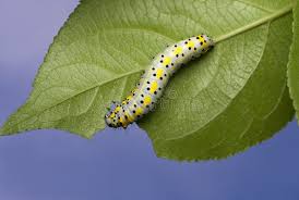 Attēlu rezultāti vaicājumam “Diloba caeruleocephala larva”
