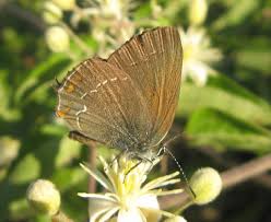 Attēlu rezultāti vaicājumam “Satyrium ilicis”